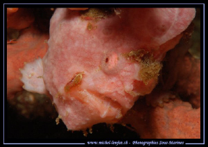Pink Frog Fish in the water's of Lembeh Strait... :O).. by Michel Lonfat 